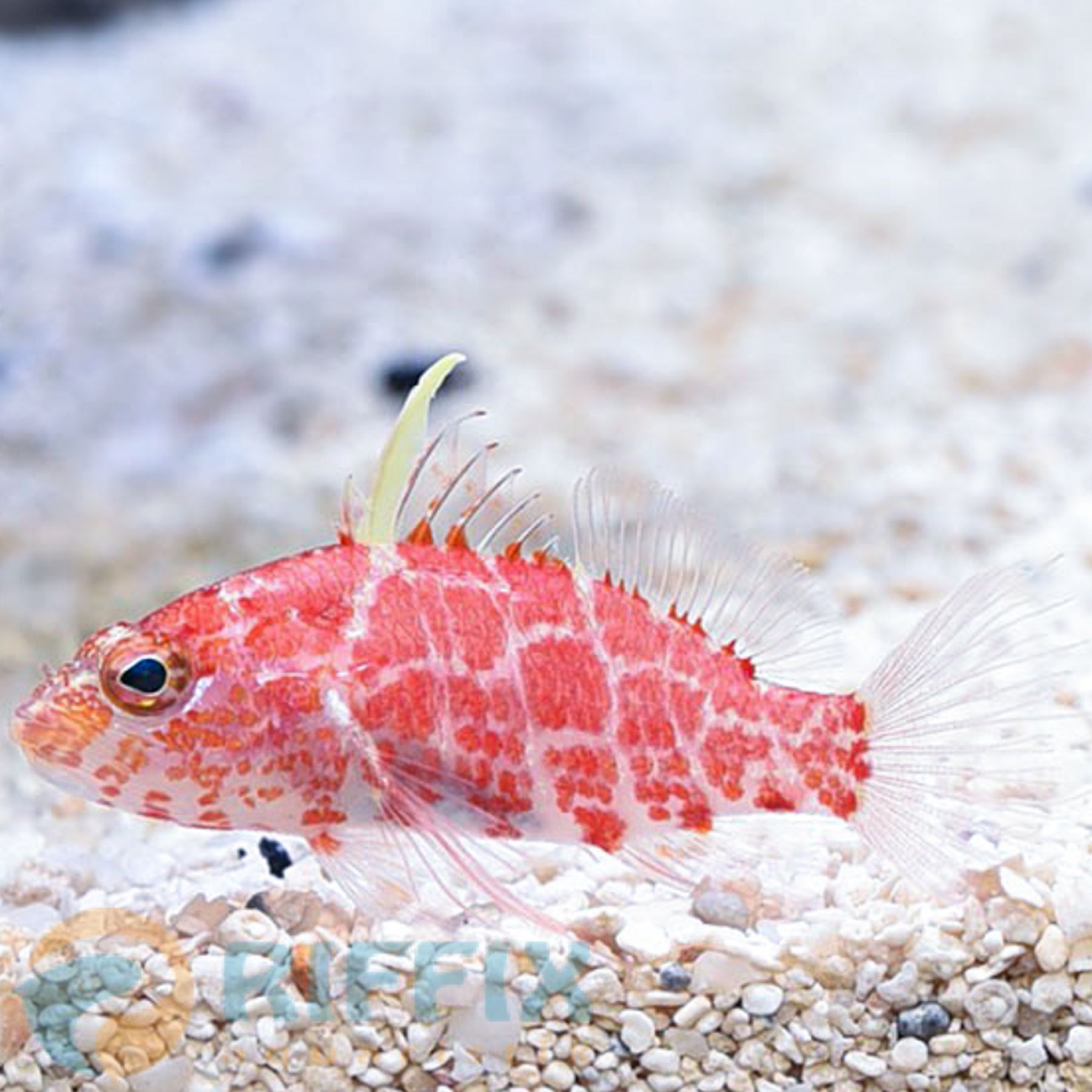 Plectranthias inermis Zwergfahnenbarsch